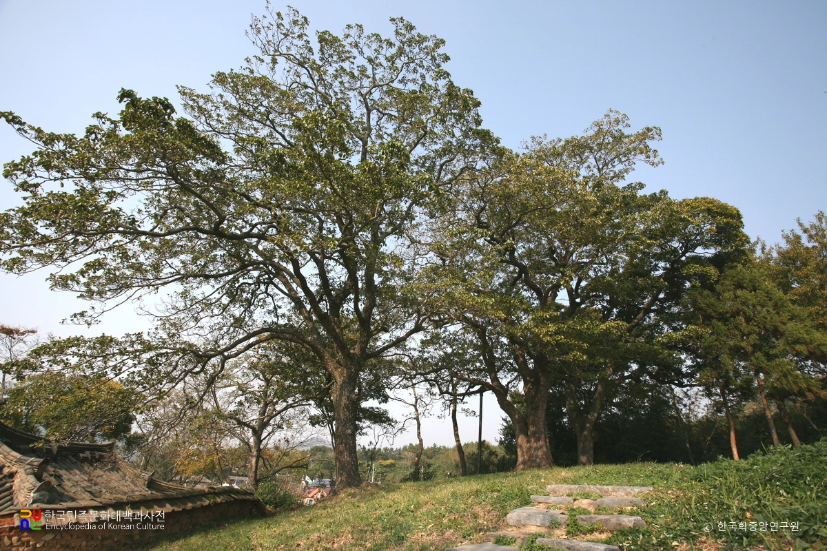 함평 양재리의 이팝나무