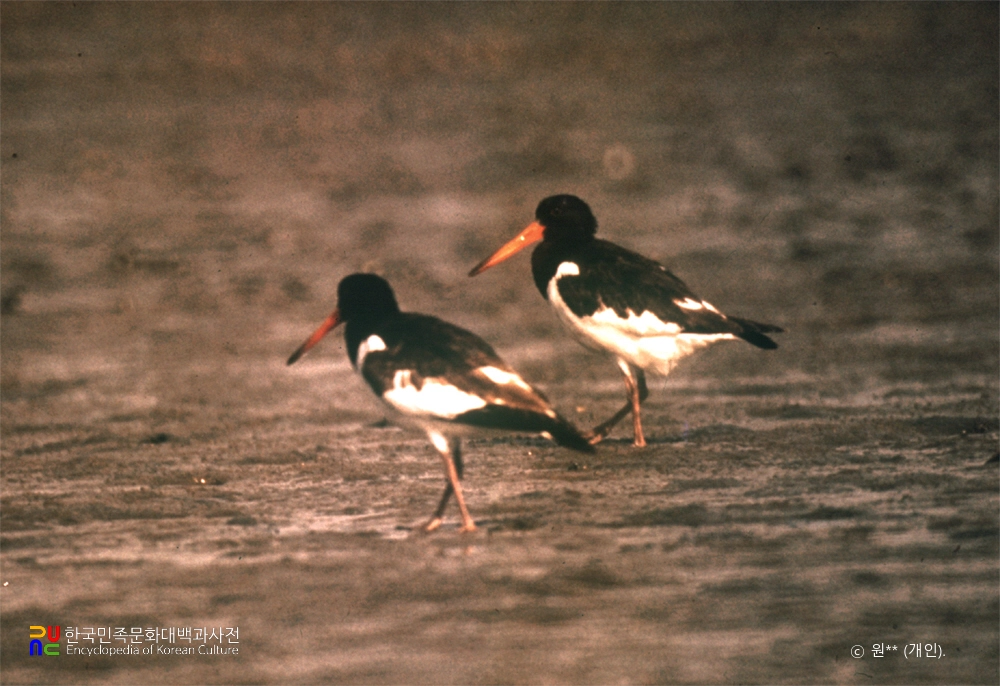 검은머리물떼새