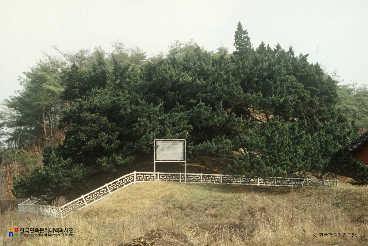 청송 장전리 향나무