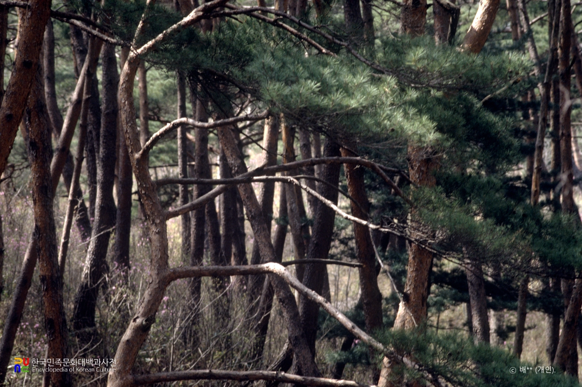 합천 해인사 소나무숲