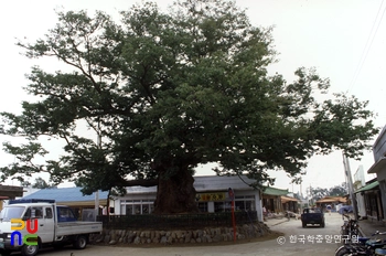 삼척 교가리 느티나무