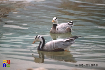 인도기러기