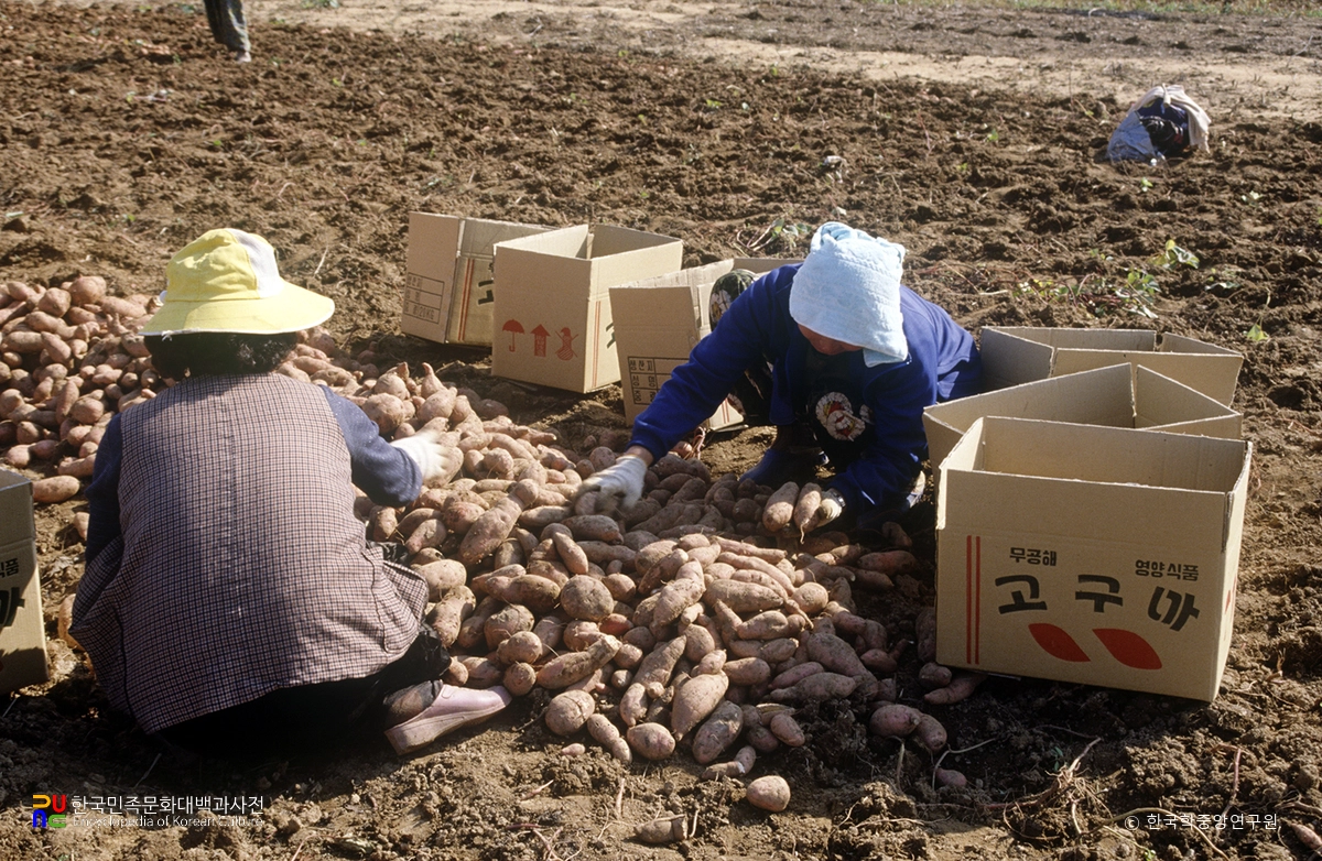 고구마 수확