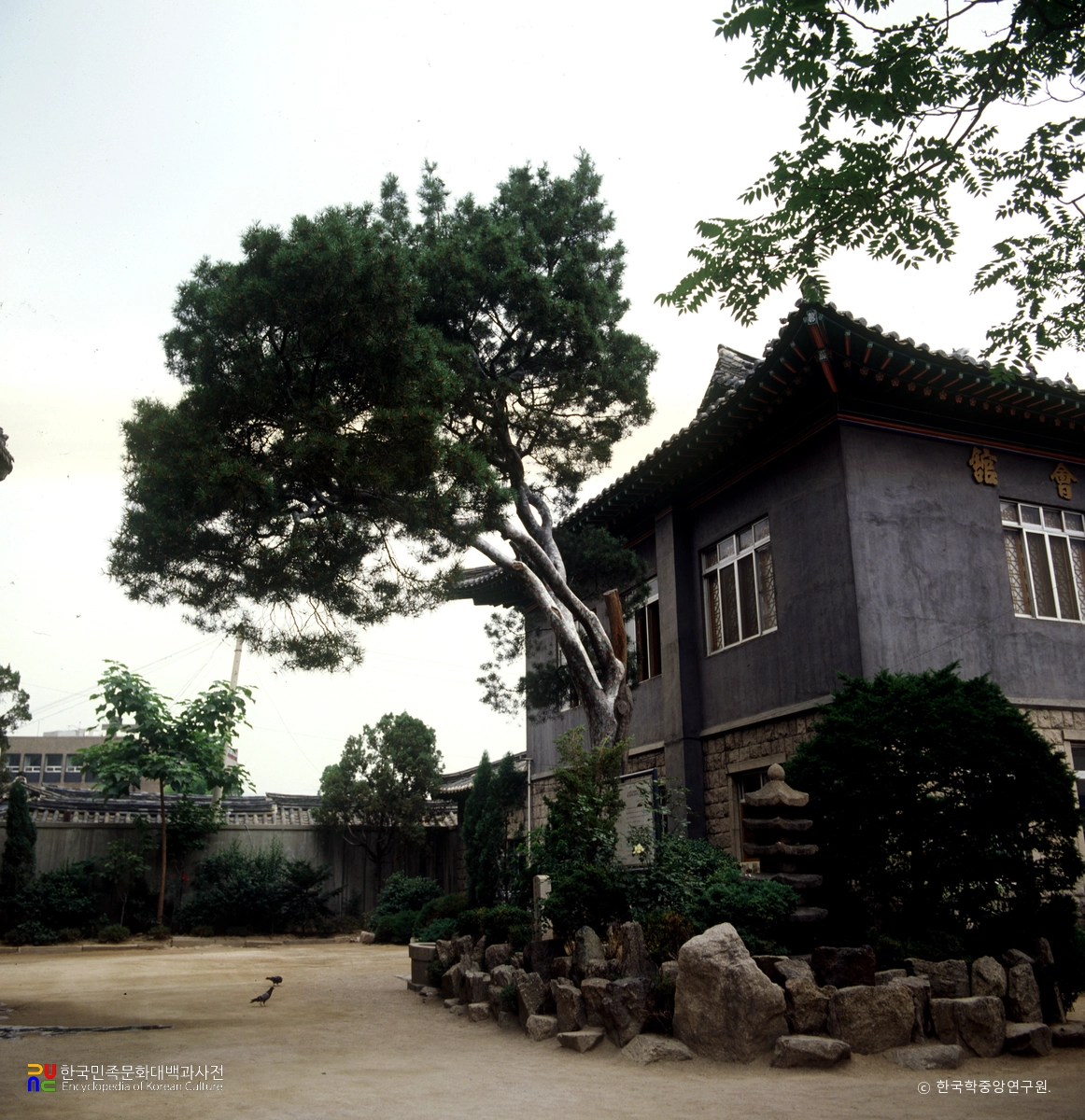 서울 조계사 백송