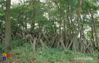 버섯 재배