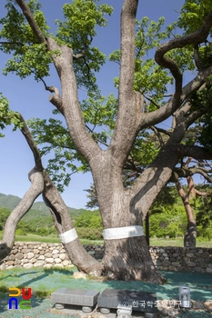 삼척 궁촌리 음나무