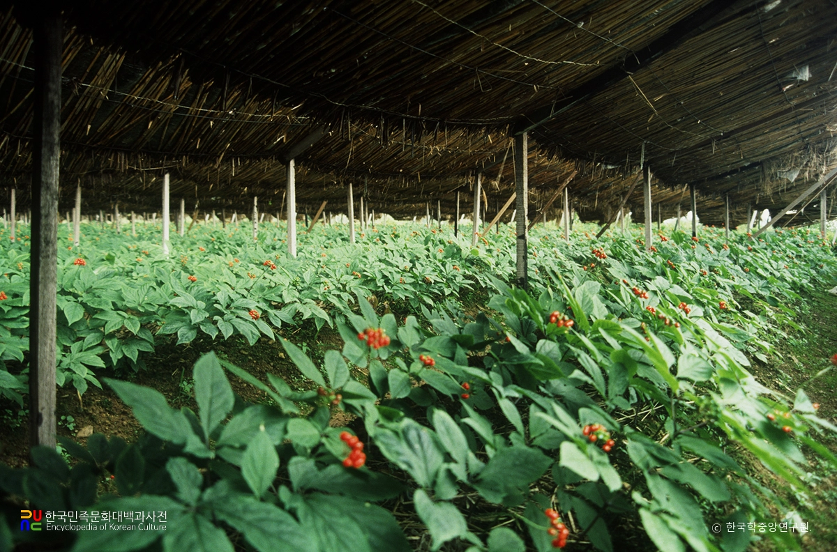 인삼 재배와 약용문화