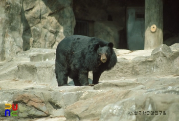 반달가슴곰