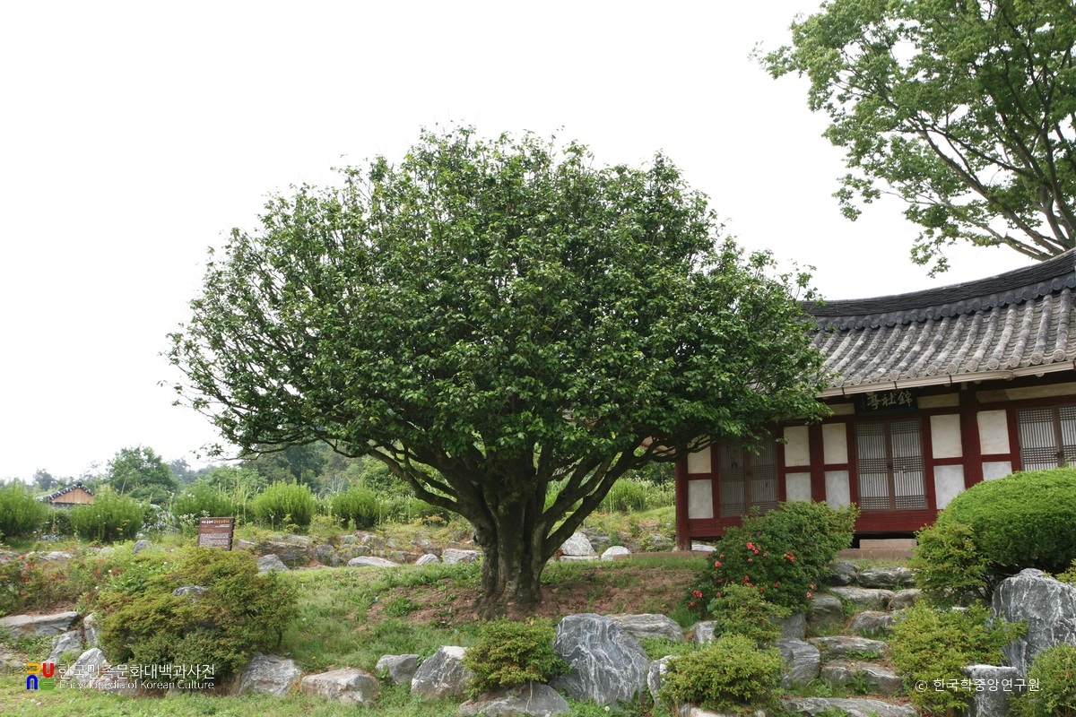 나주 송죽리 금사정 동백나무