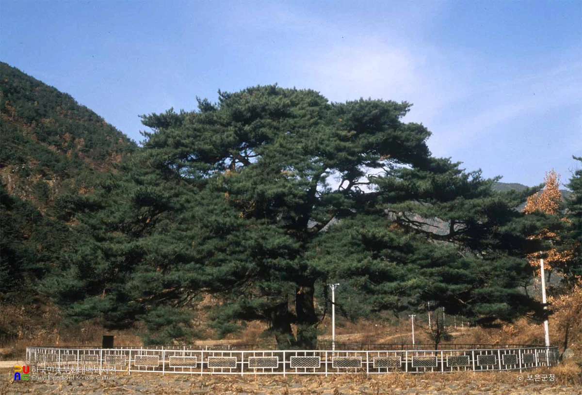 보은 서원리 소나무