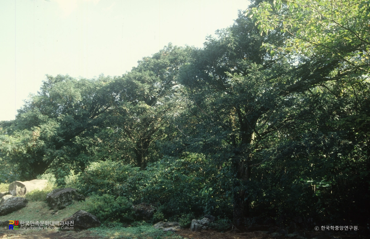 한라산 천연보호구역 평대리 비자림