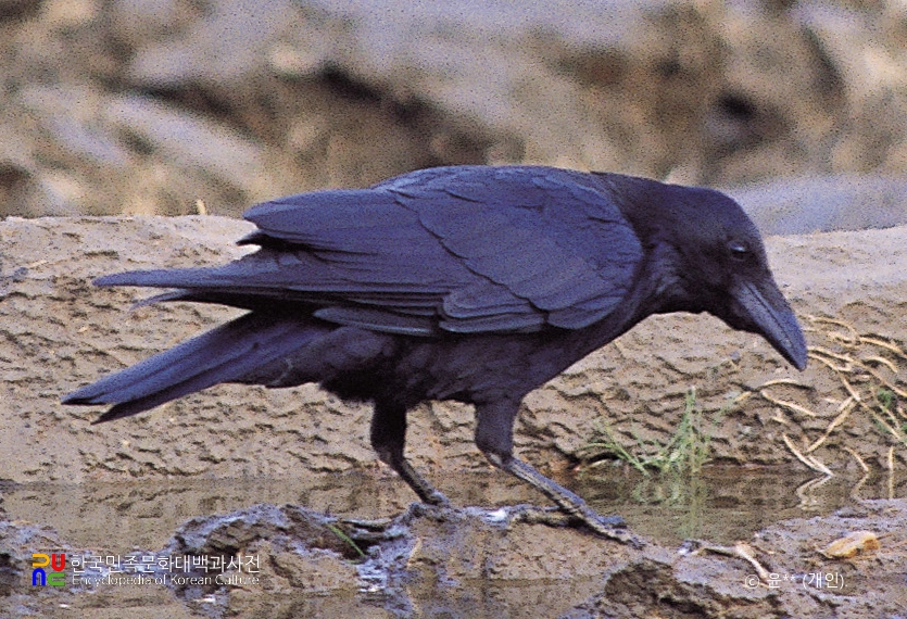 까마귀
