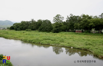 영천 자천리 오리장림