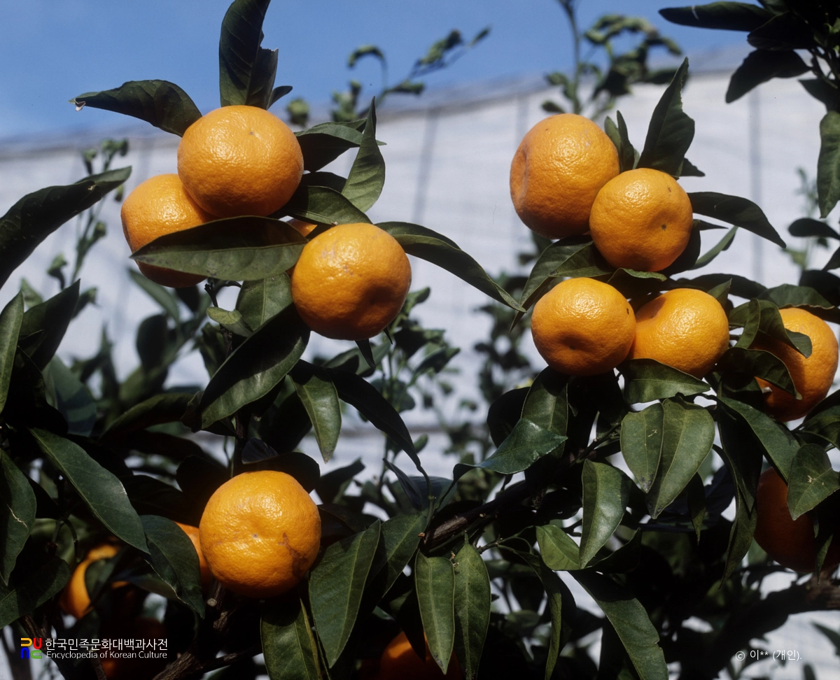귤