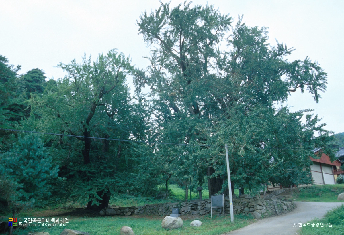 청도 적천사 은행나무