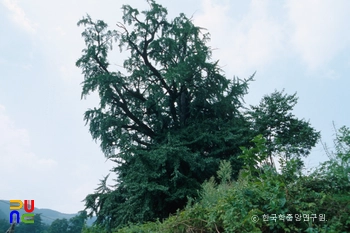 삼척 늑구리 은행나무