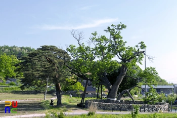 삼척 궁촌리 음나무