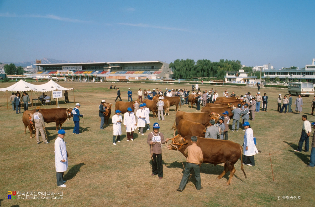 전국 축산진흥대회 심사장