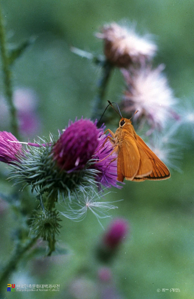 수풀떠들썩팔랑나비