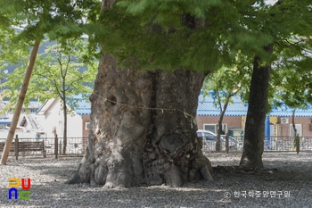 삼척 도계리 긴잎느티나무