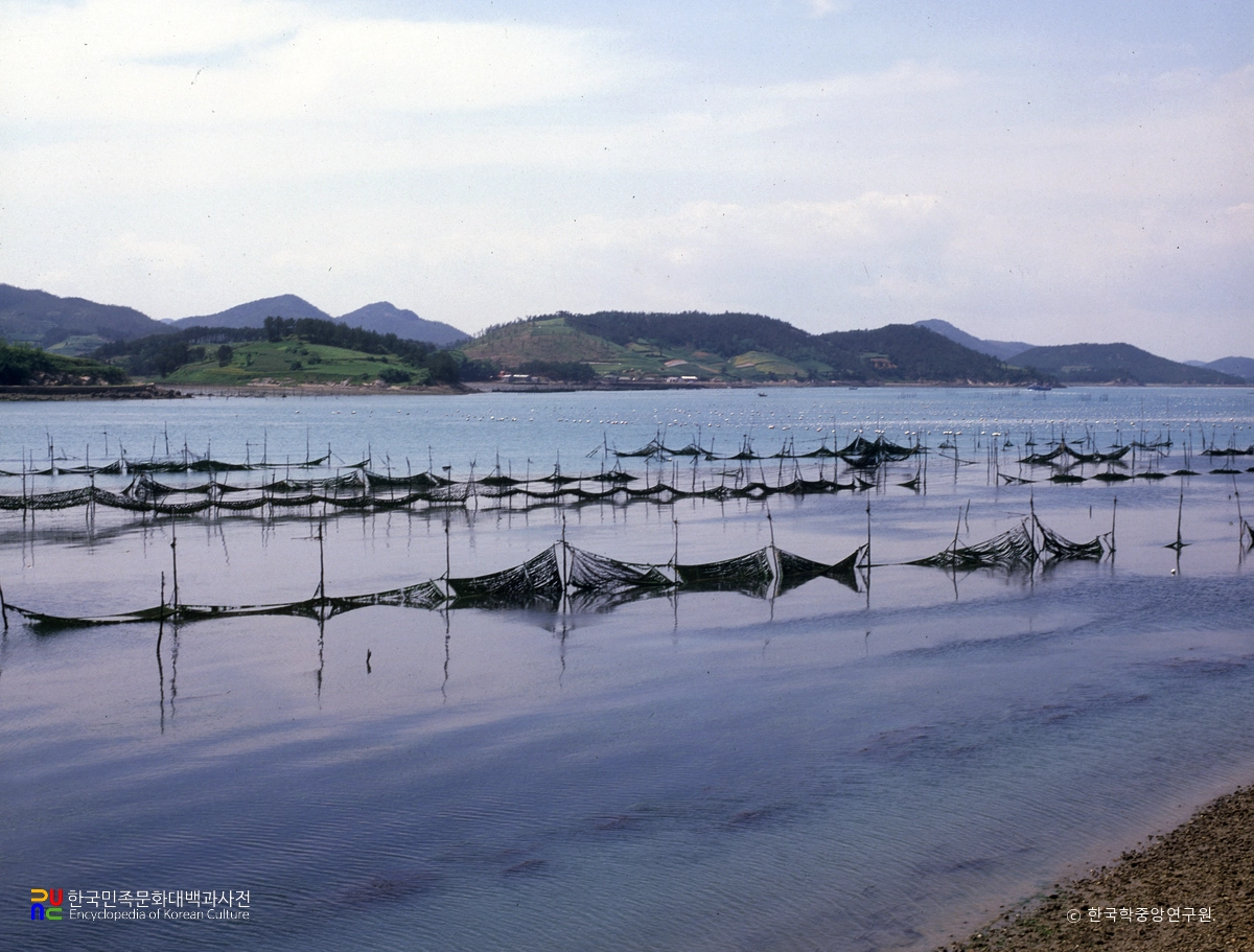 김 양식장
