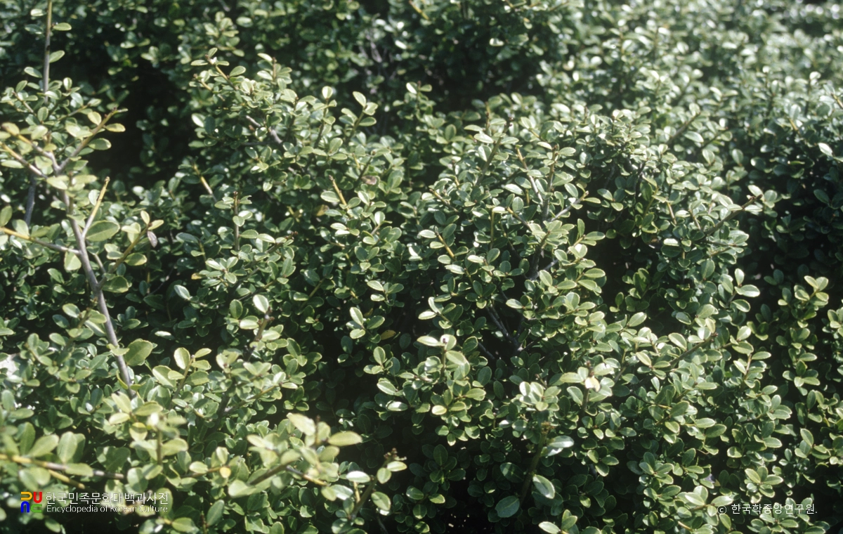 부안 중계리 꽝꽝나무군락