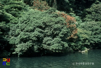 담팔수나무