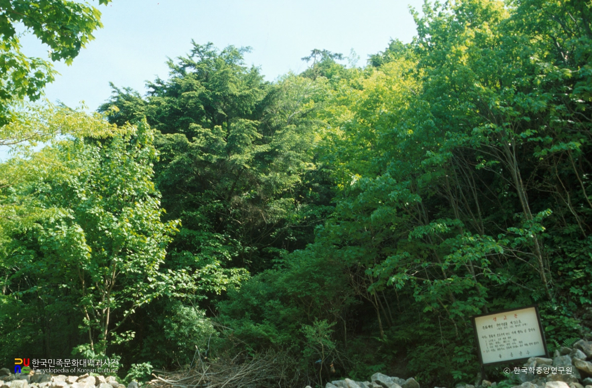 울릉 태하동 솔송나무·섬잣나무·너도밤나무 군락