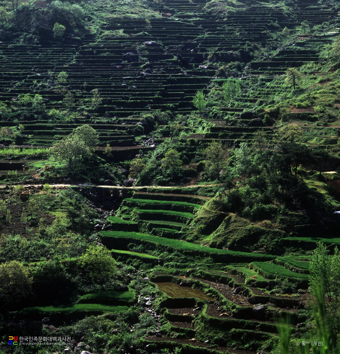 지리산 다랭이논