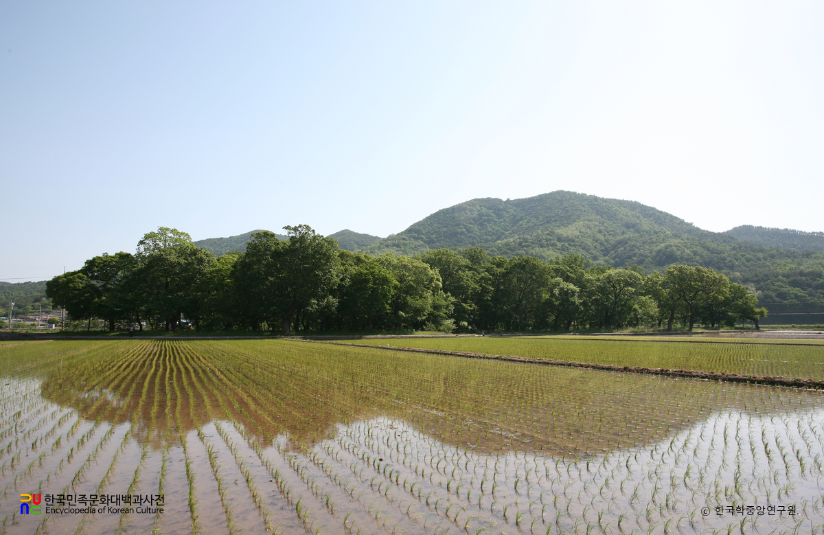 영덕 도천리 도천숲