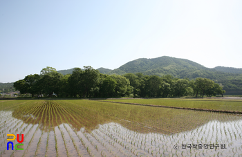 영덕 도천리 도천숲