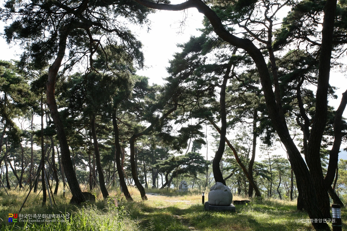 공주 고마나루 솔밭