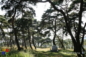 공주 고마나루 솔밭