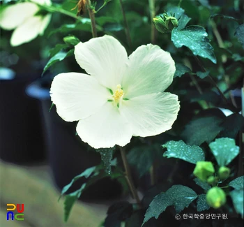 슬롯 머신 룰 / 옥선