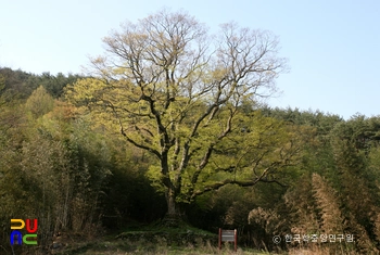 담양 경상리 느티나무