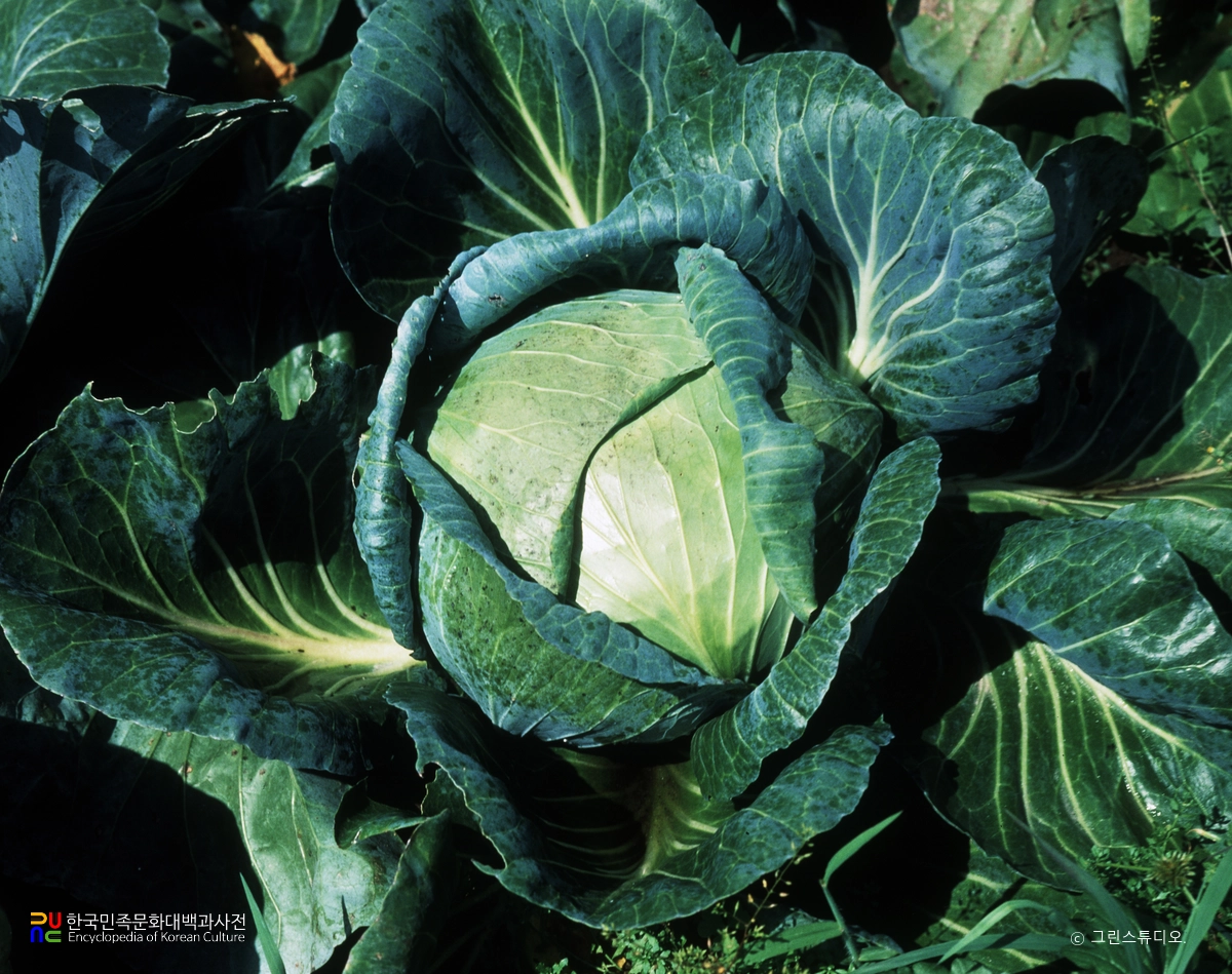 양배추