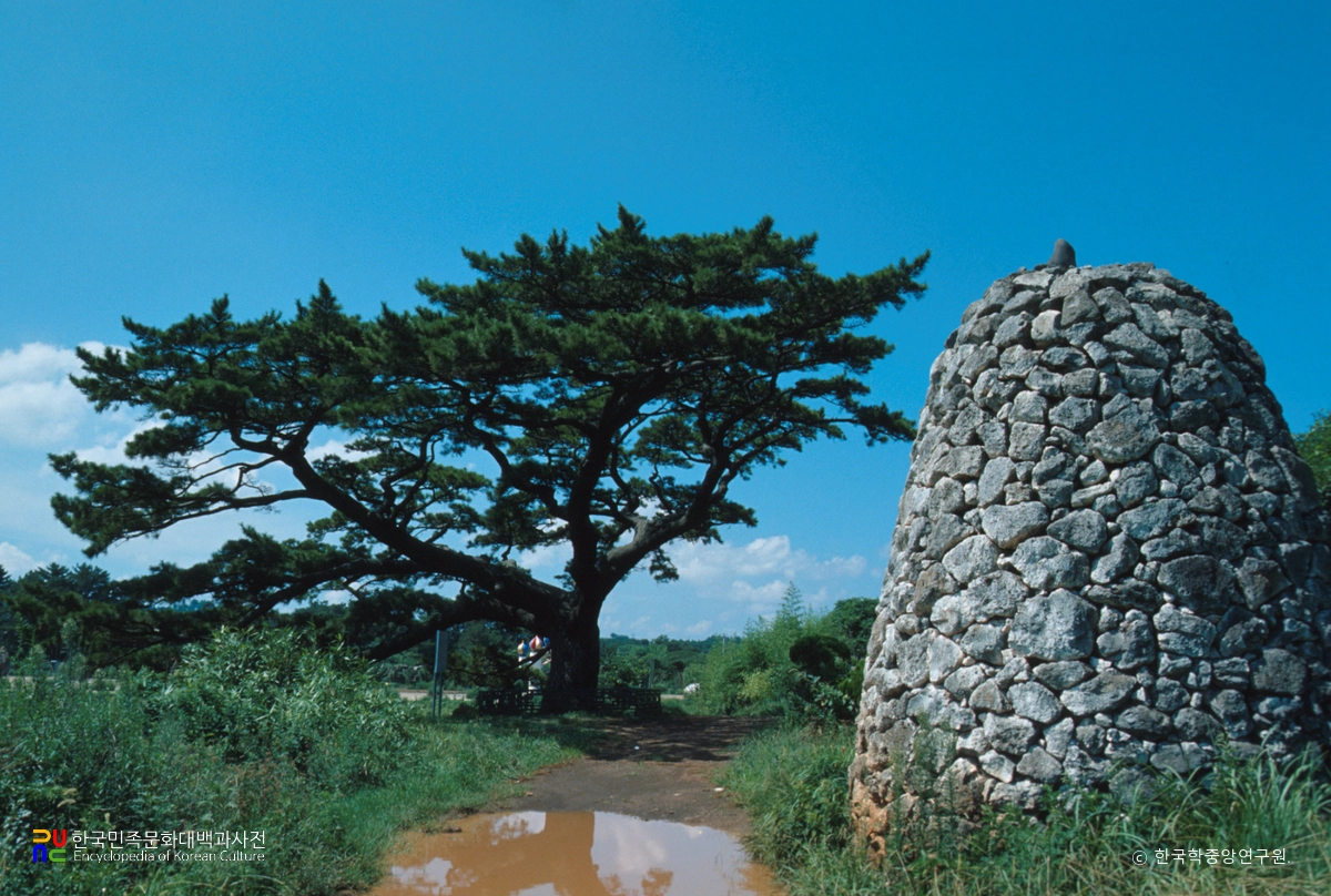 제주 수산리 곰솔