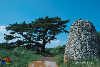 제주 수산리 곰솔