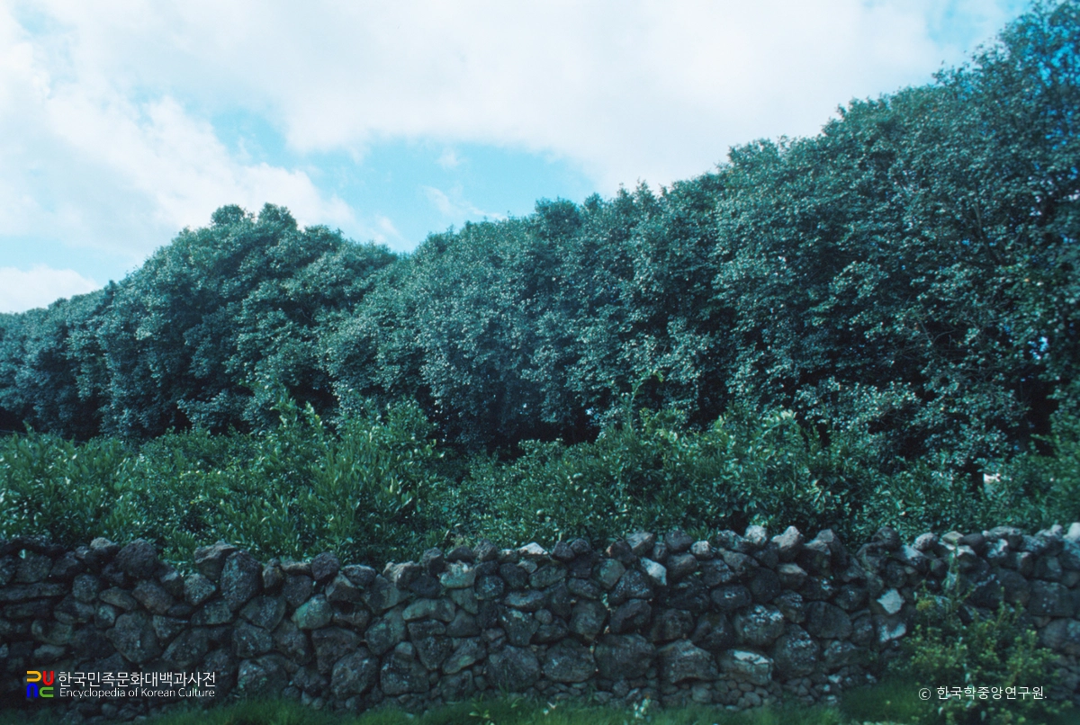 위미 동백나무 군락