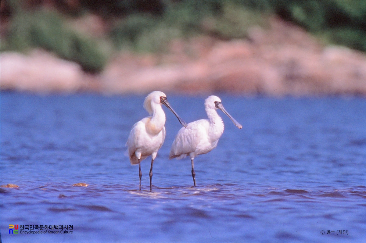 강화갯벌 및 저어새번식지