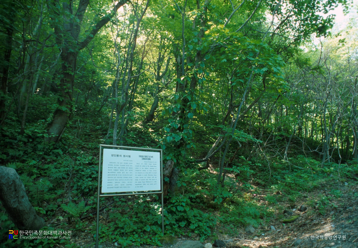 울릉 성인봉 원시림