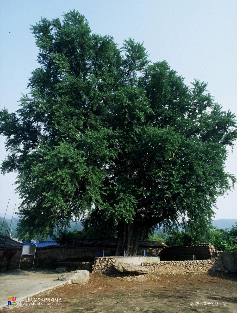 강진 성동리 은행나무