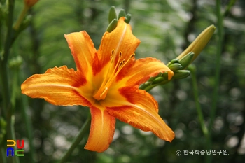 왕원추리