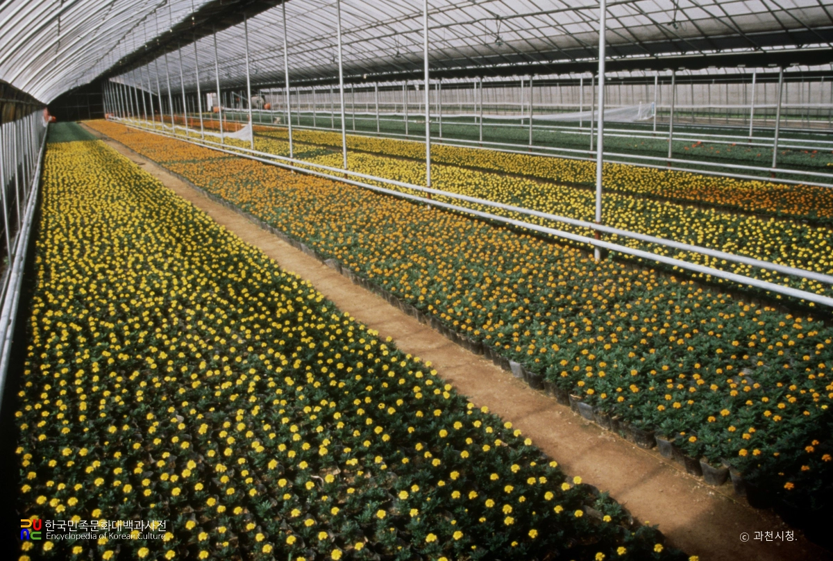 과천 화훼단지
