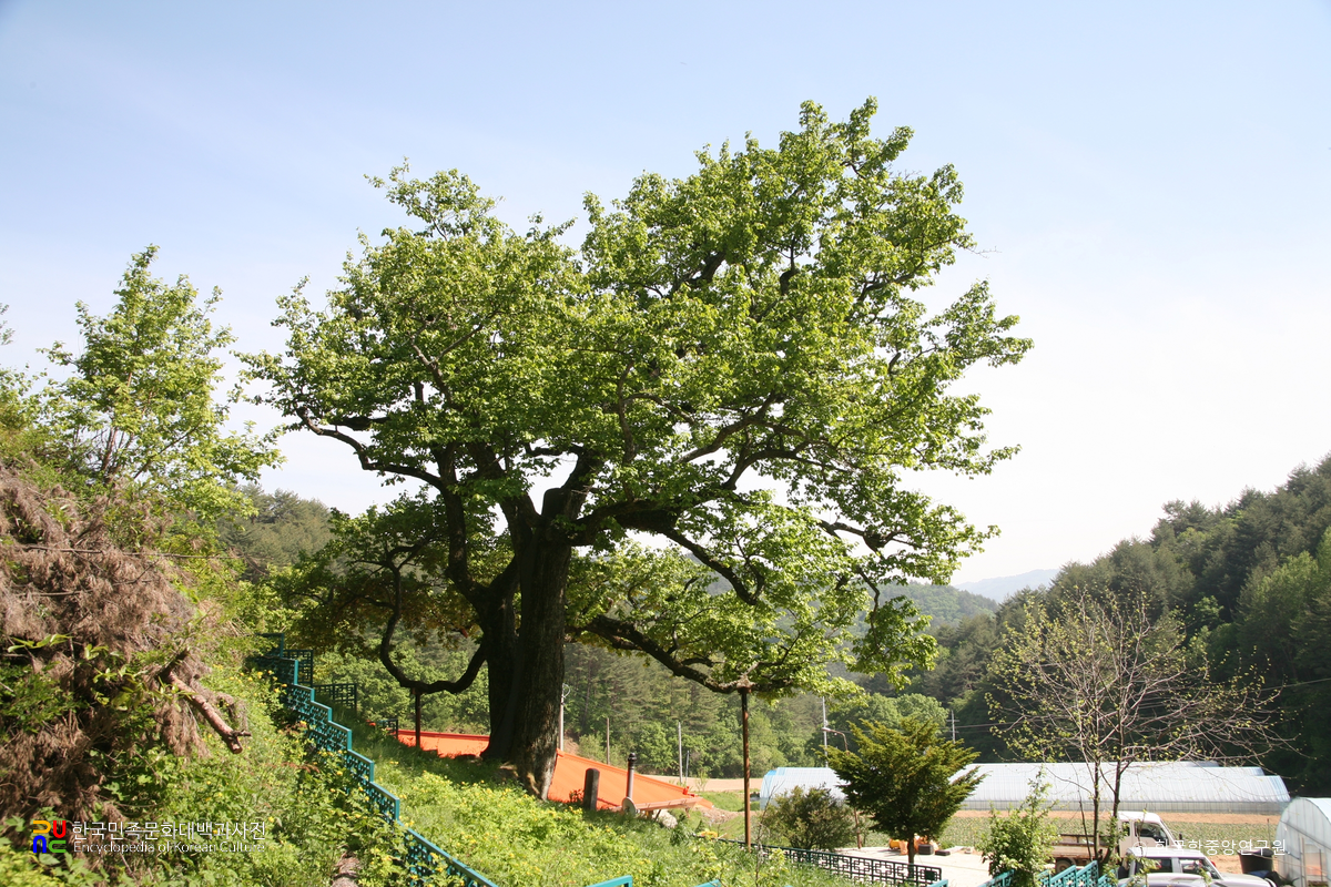 울진 쌍전리 산돌배나무