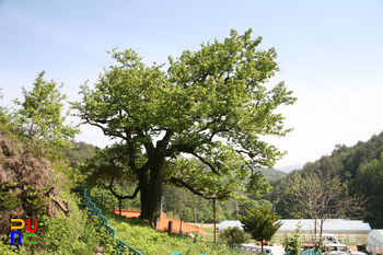 울진 쌍전리 산돌배나무