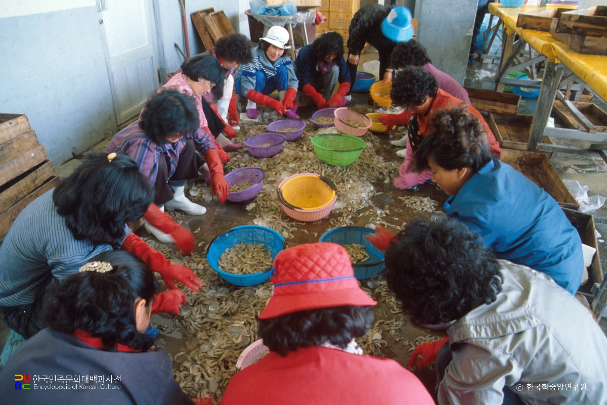 새우 분류 작업