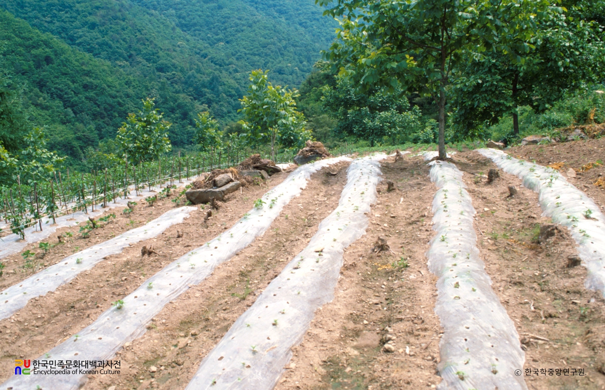 영동 건천사지 중 터 일부