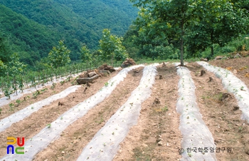 영동 건천사지 중 터 일부