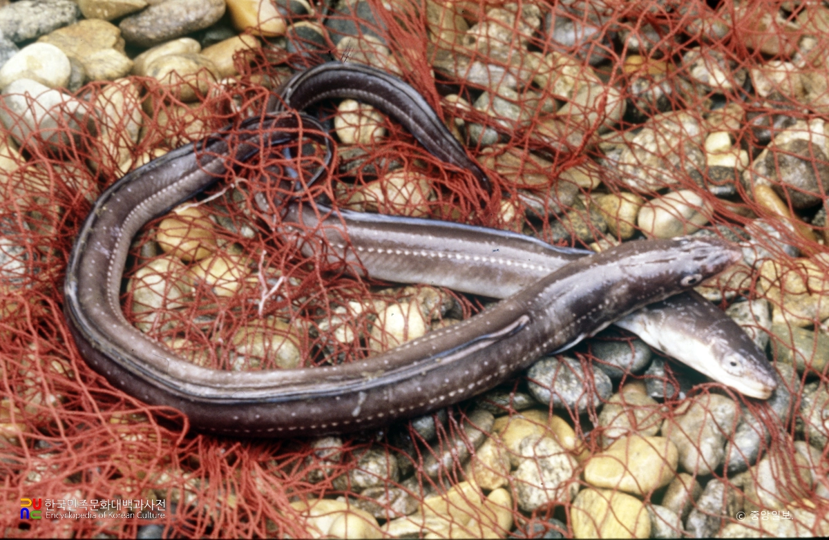 붕장어(먹물장어)